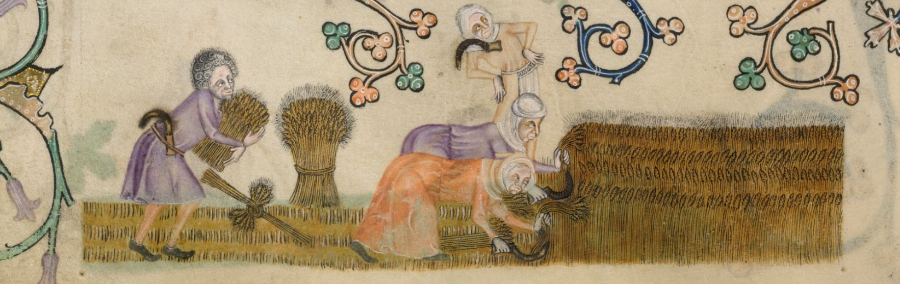 Harvesting wheat from the Luttrell Psalter